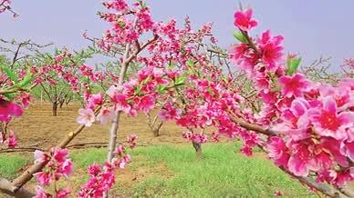 桃花盛开满园春色视频的预览图